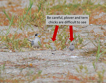 Plover and tern chicks can be difficult to see! Photo by East Bay Regional Park District.